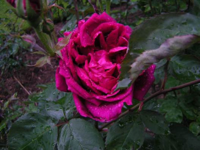 Comtesse_OGorman1a.JPG