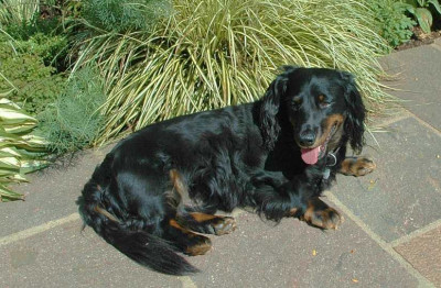 Gero_Hundeleben_1_11-08-2007.jpg