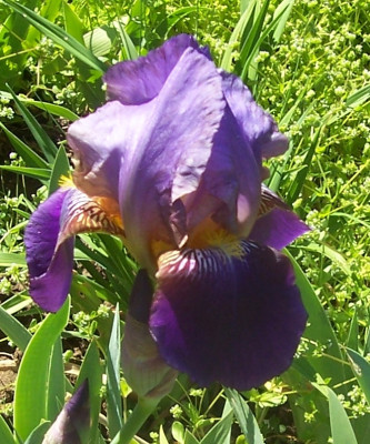 100_8227 Lent A. Williamson.jpg