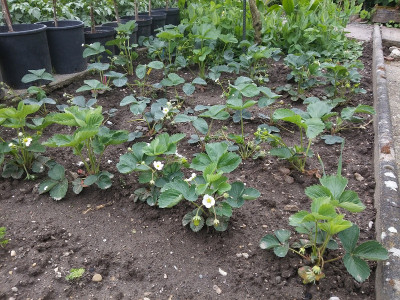 Erdbeeren 200512.jpg