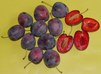 Säulenmirabelle 'Ruby'.jpg