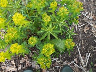 Euphorbia 15.5.20 ue.JPG