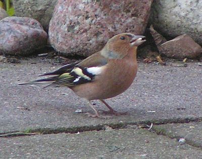 FringillaCoelebs-Buchfink09.jpg