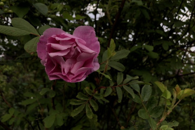 940EE730-20FC-4D0B-8D86-209018EE544F.jpeg