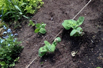 grüne gartenmelde?.jpg