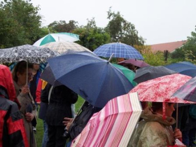 Regenschirm-Gartenpflanzen.JPG