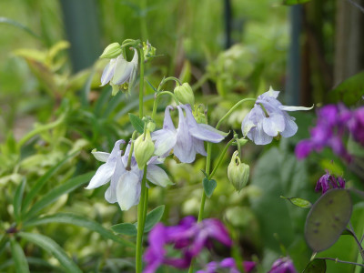 2020-05-09 Aquilegia 4.jpg