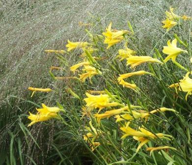 Hemerocallis_Graser_Regen.JPG