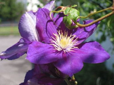 Unbekannte_Clematis_Juli_07.jpg