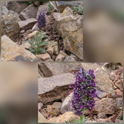 CollageMaker_20200516_135701875.jpg