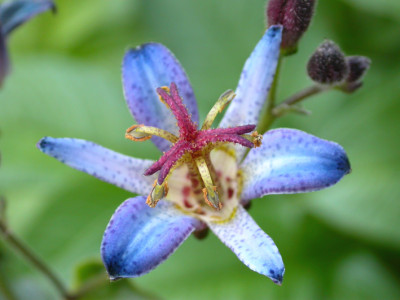 Tricyrtis_Blue_Wonder_vor_Grun.jpg