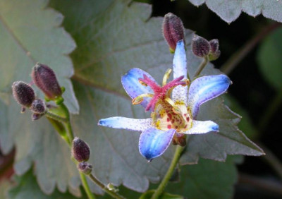Tricyrtis_Blue_Wonder_dunkler_Hintergrund.jpg