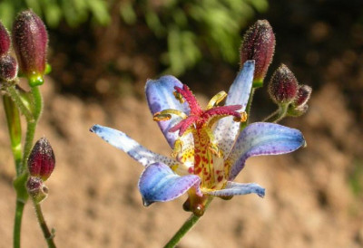 Tricyrtis_Blue_Wonder_in_Sonne.jpg
