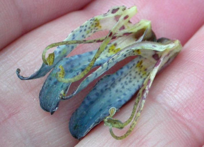 Tricyrtis_Blue_Wonder_verwelkt.jpg