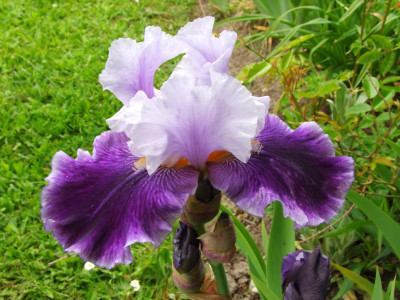 2020_021616Mai0027.JPG