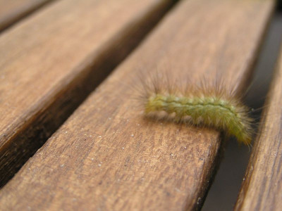 raupe1208.jpg