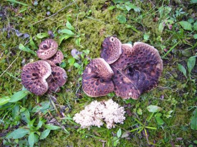 Habischtspilz.Sarcodon_impricatus.12.08.2007.JPG