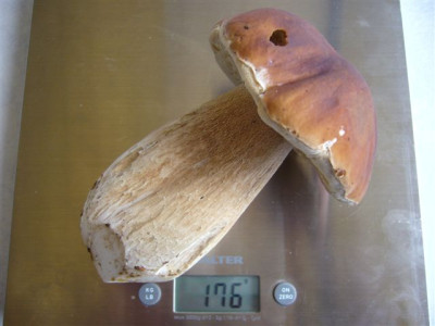 Steinpilz.12.08.2007.JPG