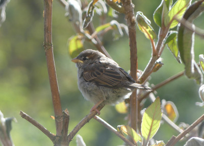 2020-05-16 Spatz 2.jpg