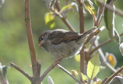 2020-05-16 Spatz 1.jpg