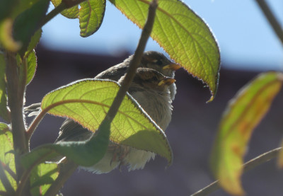 2020-05-16 Spatz 4.jpg