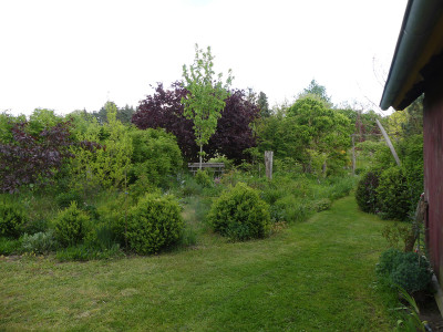2020-05-16 Ahornbeet 1.jpg