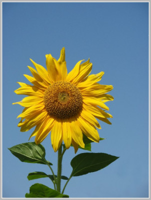 SONNENBLUME.jpg