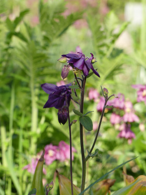 2020-05-16 Aquilegia 1.jpg