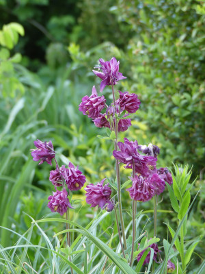2020-05-16 Aquilegia 2.jpg