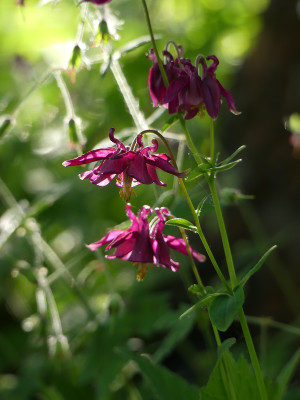 2020-05-16 Aquilegia 3.jpg