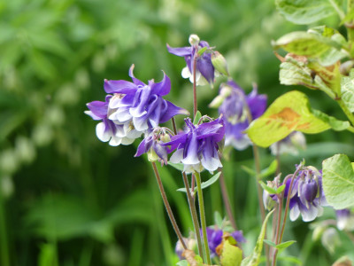 2020-05-16 Aquilegia 5.jpg