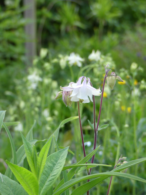 2020-05-09 Aquilegia 1.jpg