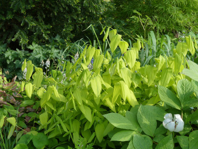 2020-05-16 Uvularia grandiflora 'Lynda Windsor'.jpg