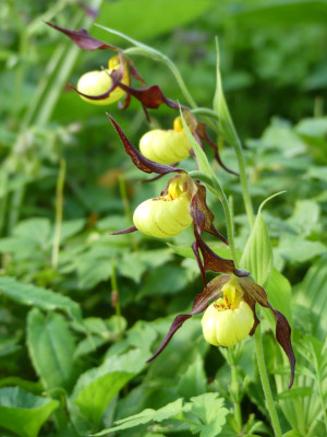 2020-05-16 Cypripedium 'Hank Small'.jpg