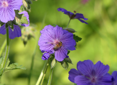 2020-05-16 Geranium 1.jpg