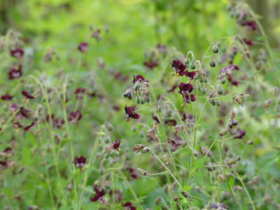 2020-05-16 Geranium phaeum 2.jpg