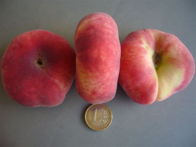 Pfirsich04.07.2007.JPG