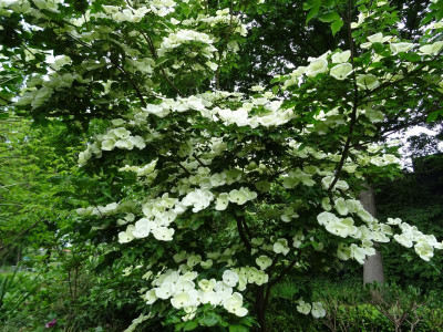 Cornus Venus Mai 2020.JPG