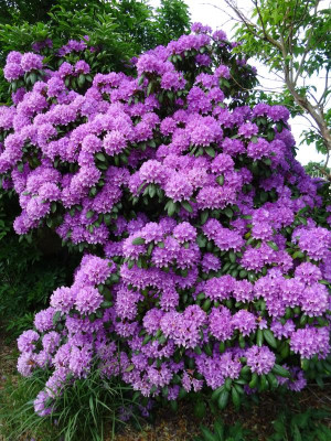 Rhododendron Roseum Elegans Mai 2020.JPG