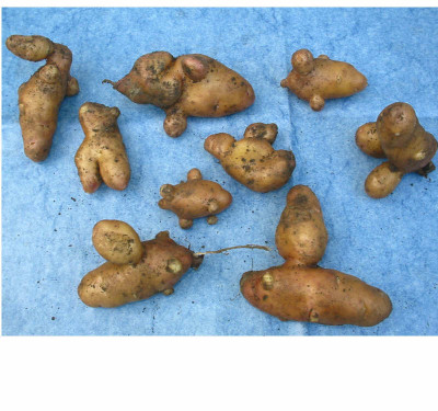 Kartoffel-Lugensteine.jpg