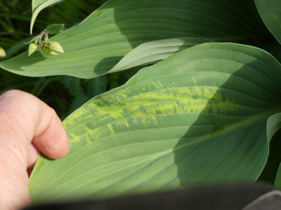 2020-05-12 Hosta 'Phoenix'.jpg