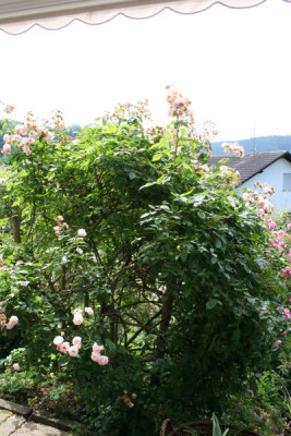 cornelia_garten06_608.jpg