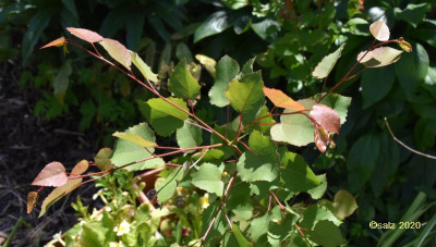Welcher Baum ist das 2020.jpg