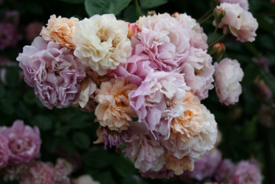 cornelia_garten06_249.jpg