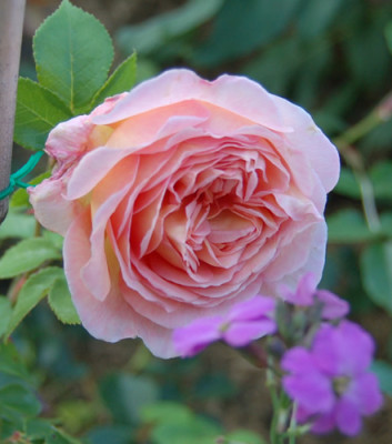 Abraham_Darby_0010_P_13614.jpg