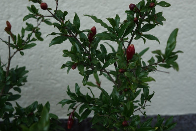 punica granatum 2020-05-17.jpg