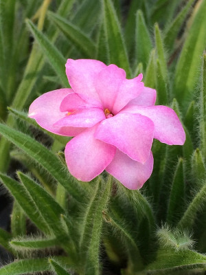 2020- 05-17 Rhodohyp Lilly Jean.jpg