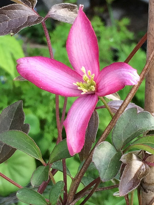2020-05-17 Clem. montana 'Warwickshire Rose'.jpg