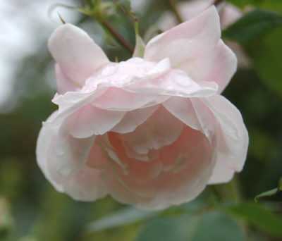 Blanche_Duranthon_0010__H_13490.jpg