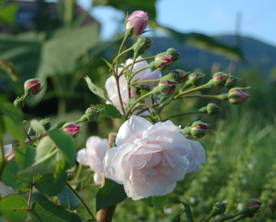 Blanche_Duranthon_0010__H_13594.jpg